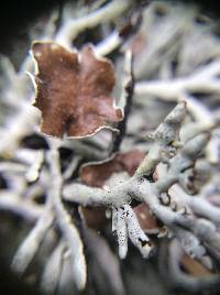 Hypogymnia heterophylla image