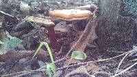 Fomitopsis pinicola image