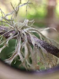 Ramalina farinacea image