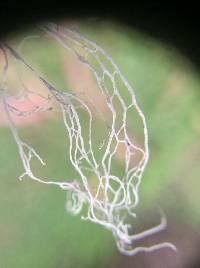 Ramalina menziesii image