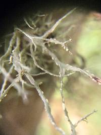 Ramalina farinacea image