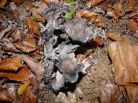 Craterellus cornucopioides image