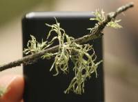 Ramalina farinacea image