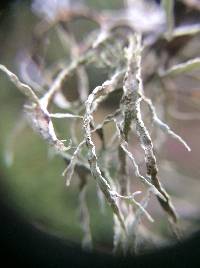 Ramalina farinacea image