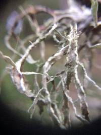 Ramalina farinacea image