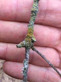 Xanthoria parietina var. parietina image