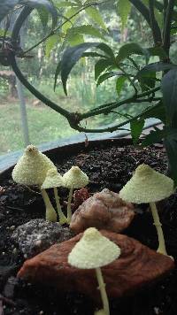 Leucocoprinus birnbaumii image