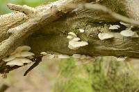 Pleurotus pulmonarius image