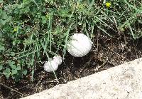 Lycoperdon perlatum image