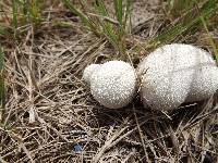 Lycoperdon perlatum image