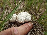 Lycoperdon perlatum image