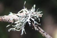 Ramalina farinacea image