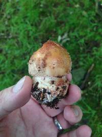 Amanita rubescens image