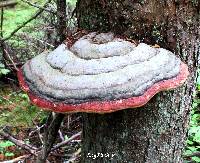 Fomitopsis pinicola image