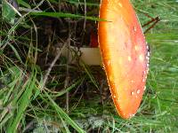 Amanita muscaria image