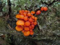 Mycena leaiana image