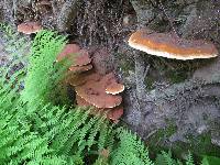 Ganoderma tsugae image