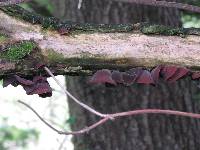 Auricularia auricula-judae image