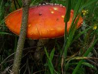 Amanita muscaria image