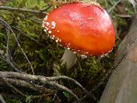 Amanita muscaria image