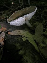 Megacollybia platyphylla image