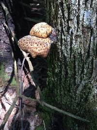 Polyporus squamosus image