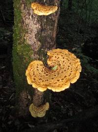 Polyporus squamosus image