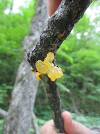 Tremella mesenterica image