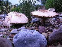 Chlorophyllum molybdites image