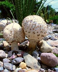 Chlorophyllum molybdites image