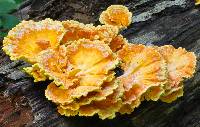 Laetiporus sulphureus image