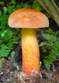 Boletus subvelutipes image