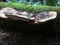 Ganoderma applanatum image