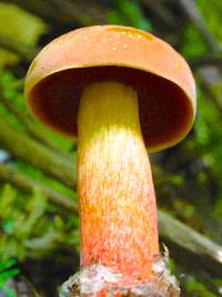 Boletus subvelutipes image