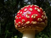 Amanita muscaria image