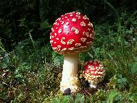 Amanita muscaria image