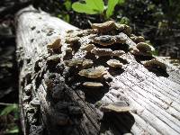 Trametes versicolor image