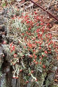 Cladonia cristatella image