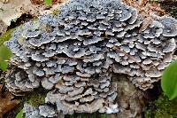 Trametes versicolor image