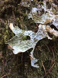 Lobaria pulmonaria image