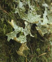 Lobaria pulmonaria image