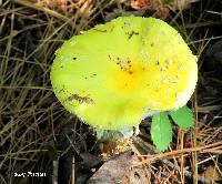 Amanita muscaria image