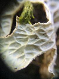 Lobaria pulmonaria image