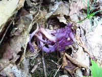 Clavaria zollingeri image