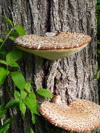 Polyporus squamosus image