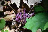 Clavaria zollingeri image