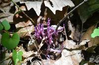 Clavaria zollingeri image