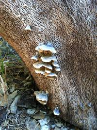 Trametes versicolor image