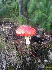 Amanita muscaria image