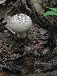 Lycoperdon perlatum image